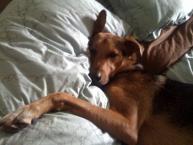 Luke's All Natural Pet Food Dog and Cat Photo Gallery