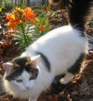 Luke's All Natural Pet Food Dog and Cat Photo Gallery
