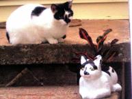 Luke's All Natural Pet Food Dog and Cat Photo Gallery