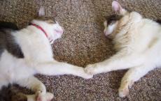 Luke's All Natural Pet Food Dog and Cat Photo Gallery