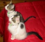 Luke's All Natural Pet Food Dog and Cat Photo Gallery