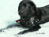 Luke's All Natural Pet Food Dog and Cat Photo Gallery