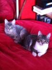 Luke's All Natural Pet Food Dog and Cat Photo Gallery