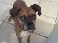 Luke's All Natural Pet Food Dog and Cat Photo Gallery