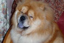 Luke's All Natural Pet Food Dog and Cat Photo Gallery