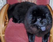 Luke's All Natural Pet Food Dog and Cat Photo Gallery