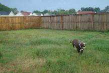 Luke's All Natural Pet Food Dog and Cat Photo Gallery