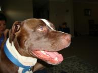 Luke's All Natural Pet Food Dog and Cat Photo Gallery