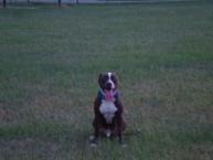 Luke's All Natural Pet Food Dog and Cat Photo Gallery