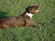 Luke's All Natural Pet Food Dog and Cat Photo Gallery