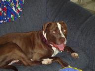 Luke's All Natural Pet Food Dog and Cat Photo Gallery