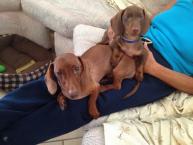 Luke's All Natural Pet Food Dog and Cat Photo Gallery