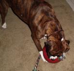 Luke's All Natural Pet Food Dog and Cat Photo Gallery