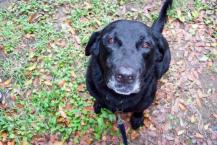 Luke's All Natural Pet Food Dog and Cat Photo Gallery