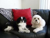 Luke's All Natural Pet Food Dog and Cat Photo Gallery