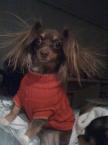 Luke's All Natural Pet Food Dog and Cat Photo Gallery