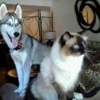 Luke's All Natural Pet Food Dog and Cat Photo Gallery