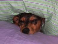 Luke's All Natural Pet Food Dog and Cat Photo Gallery