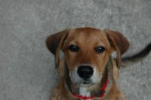 Luke's All Natural Pet Food Dog and Cat Photo Gallery