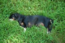Luke's All Natural Pet Food Dog and Cat Photo Gallery