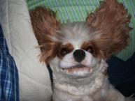 Luke's All Natural Pet Food Dog and Cat Photo Gallery