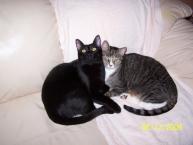 Luke's All Natural Pet Food Dog and Cat Photo Gallery