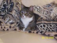 Luke's All Natural Pet Food Dog and Cat Photo Gallery