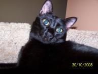 Luke's All Natural Pet Food Dog and Cat Photo Gallery