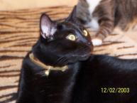 Luke's All Natural Pet Food Dog and Cat Photo Gallery