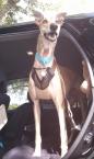 Luke's All Natural Pet Food Dog and Cat Photo Gallery