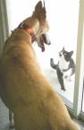 Luke's All Natural Pet Food Dog and Cat Photo Gallery