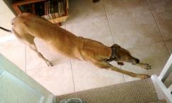 Luke's All Natural Pet Food Dog and Cat Photo Gallery
