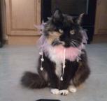 Luke's All Natural Pet Food Dog and Cat Photo Gallery