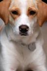 Luke's All Natural Pet Food Dog and Cat Photo Gallery