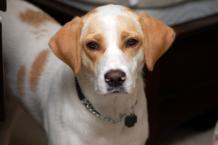 Luke's All Natural Pet Food Dog and Cat Photo Gallery