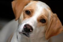Luke's All Natural Pet Food Dog and Cat Photo Gallery
