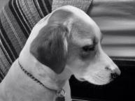 Luke's All Natural Pet Food Dog and Cat Photo Gallery
