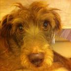 Luke's All Natural Pet Food Dog and Cat Photo Gallery