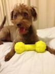 Luke's All Natural Pet Food Dog and Cat Photo Gallery