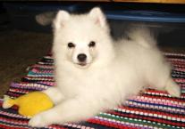 Luke's All Natural Pet Food Dog and Cat Photo Gallery