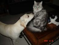Luke's All Natural Pet Food Dog and Cat Photo Gallery